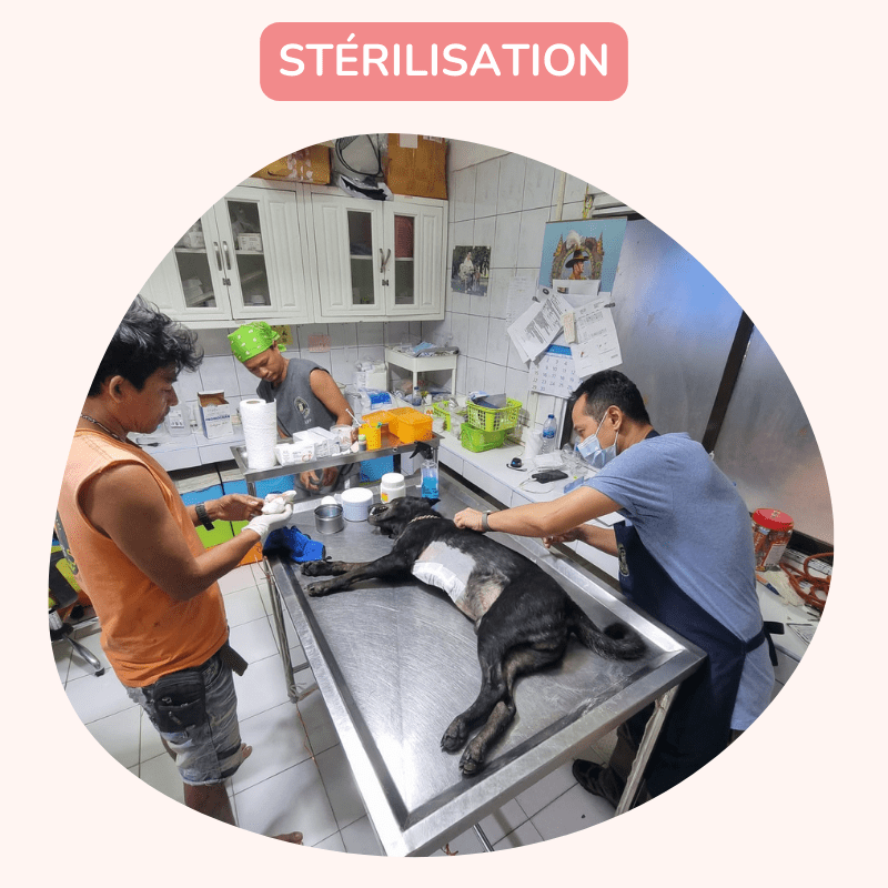 Sterilization