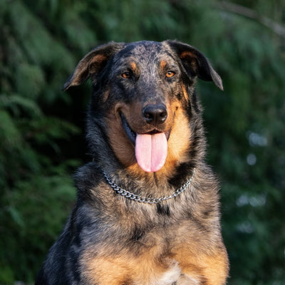 perle_beauceron_arlequiin